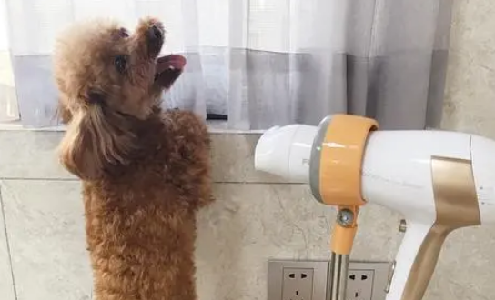 How about the Neatasa pet water blower?