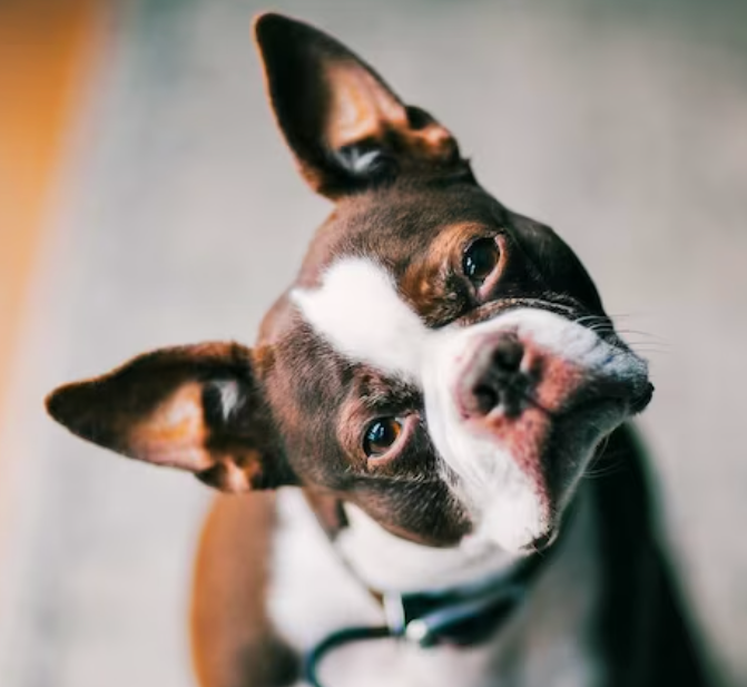 Why do dogs tilt their heads to the side?