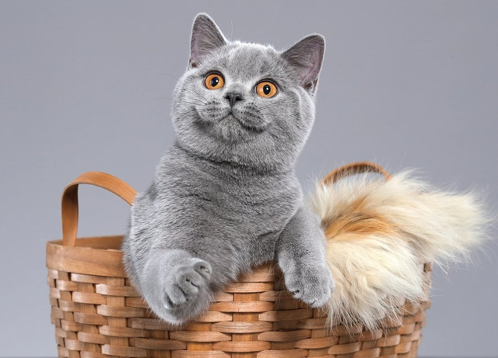 A must-have for novice cat owners | A collection of common items for cats