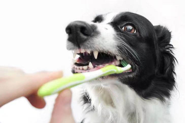 The significance of brushing your dog's teeth