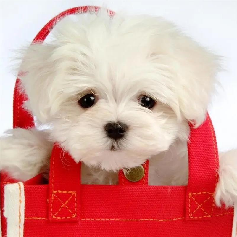 The right way to train your dog
