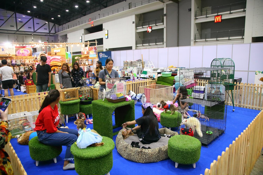 Shanghai Huhou 2020 Pet Supplies Exhibition, Feeders, Cat Fountains, Cat Toys, Cat Funny Cats