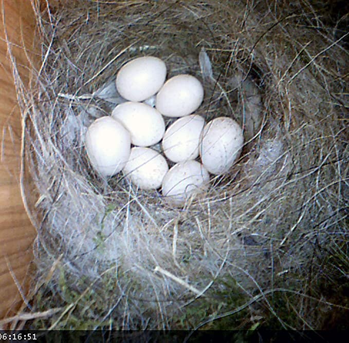 Outdoor Wooden Nest Boxes,Custom Wild Bird Classic Nesting Small Wooden Bird House